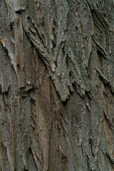 oak bark, dark wood texture