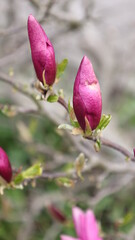 beautiful pink magnolia flower in the garden,spring