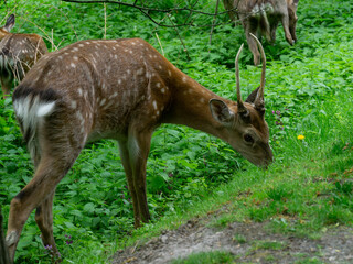roe deer in the park, roe deer on green grass