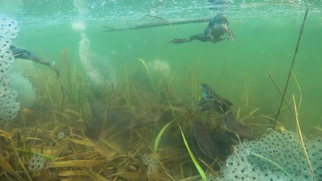 European common frog (Rana temporaria) mating. European common frog swimming underwater. Swimming frogs in pond habitat. Spring underwater. Clear water