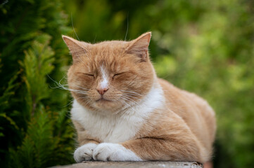 Naklejka na ściany i meble Ginger cat with closed eyes, resting on a wooden fence