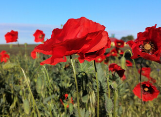 Closeup stem with needles and  red flower of common poppy - Papaver rhoeas. In the background are field and blue sky.  - obrazy, fototapety, plakaty