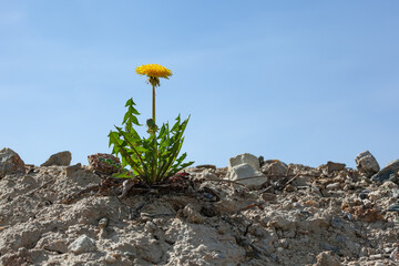 a single dandelion flower on barren soil. A yellow flower grows on the sand among the rocks against...