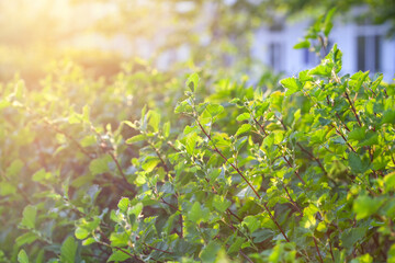 summer greenery in the setting sun. Bushes illuminated by sunlight