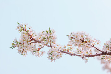 A blooming cherry branch on a light blue background. Spring cherry blossom background with copy space. Cherry branch with flowers