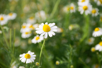 Fototapeta premium Chamomile flower field. Camomile in the nature. Field of camomiles at sunny day at nature. Camomile daisy flowers in summer day. Chamomile flowers field wide background in sun light