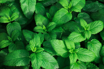 Fresh green leaves of mint, lemon balm, peppermint top view. Mint leaf texture. Ecology natural layout. Mint leaves pattern spearmint herbs nature  © Lesya