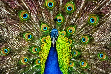 Keuken spatwand met foto A close up of a beautiful peacock with his tail feathers spread out. © Joe