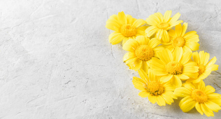 Yellow Flowers background compose of yellow chamomiles or daisies on a grey trendy background. Flat lay, top view and copy space, web banner