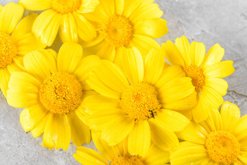 Yellow Flowers background compose of yellow chamomiles or daisies on a grey trendy background. Flat lay, top view and copy space