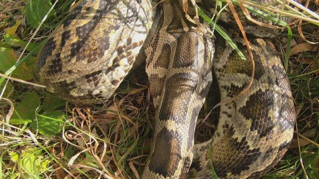 Close-up of a large spotted python snake in the grass, swallowing its prey. The largest snake in the wild.