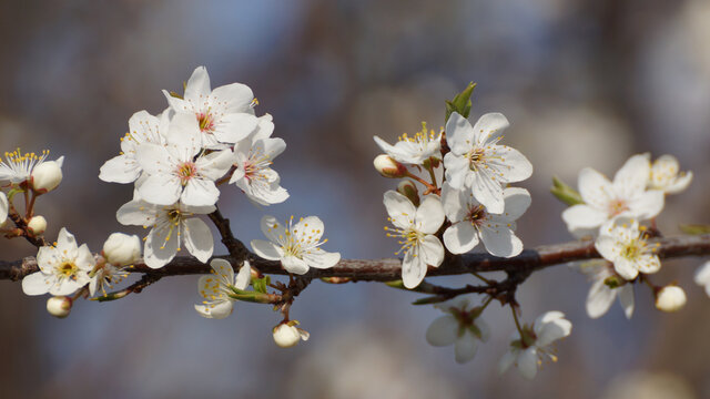 Schlehenbl&uuml;te