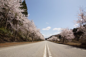 能登半島・桜峠　道路に咲く満開のサクラ