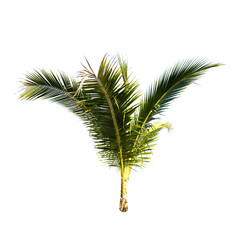 Coconut palm tree isolated on the white background.