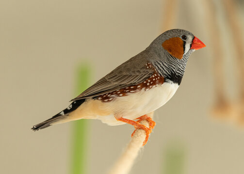 zebra finch male on rope perch