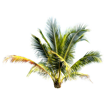 Coconut palm tree isolated on the white background.