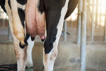 Cow udder, closeup, Cow milk In the place of milking. - obrazy, fototapety, plakaty