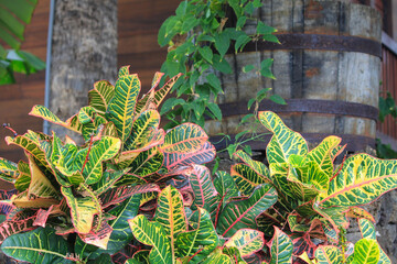 Colorful leaves of euphorbiaceae croton plants in a tropical front garden, close up, blurred...