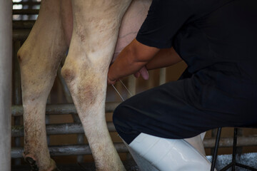 Image of cow milking, Milking cow with milking  hand in the farm.