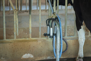 Image of cow milking facility,Industrial milking cows and mechanized milking equipment in farm.