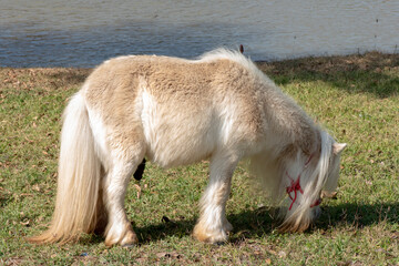 Image of dwarf horse standing in the middle of a lawn.