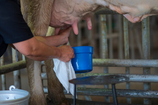 Image of Cleanse the cow's milk,Before milking the cows.