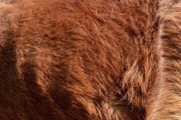 Skin dwarf horse,This background is a feather of a dwarf horse.
