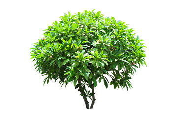 Obraz premium green tree isolated