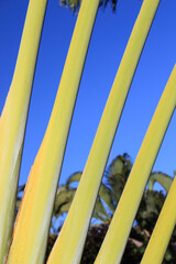 Stems of a banana tree, blue sky, detail, close up, natural texture, blurred background, Maui, Hawaii