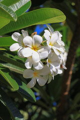 White blossoms of iconic Frangipani flower and green leaves on the tree, Maui, Hawaii