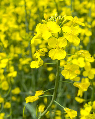 Rapsblüte mit Rapskäfer