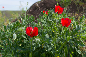 Obraz premium Wild Crimean red poppies on the background of green foliage.