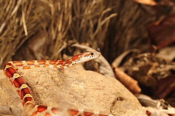 The corn snake (Pantherophis guttatus or Elaphe guttata) is lying on the stone, dry grass and dry leaves round. Up to close.