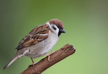 tree sparrow