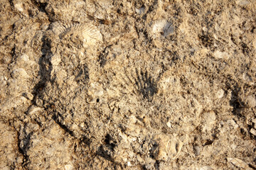 fossilized sea shell on stone