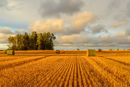 Scenic view of hay stacks on sunny day