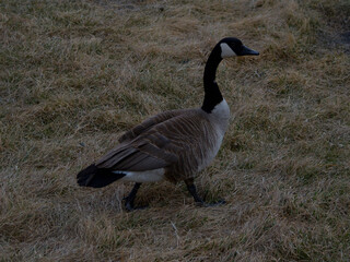 Canadian goose walking through a field in early spring