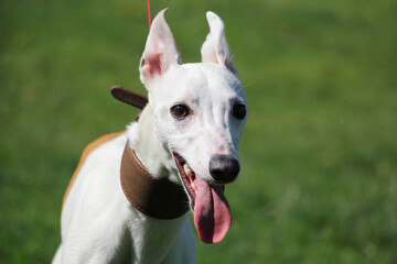 Portrait of Whippet breed dog.