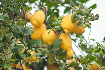 Yellow lemons hanging on tree. Fresh citrus fruits