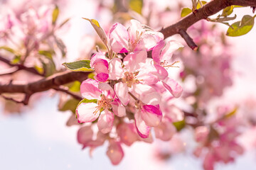 Pink flowers of blooming apple tree