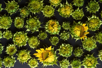 Fotobehang green flowers, flat composition, small sunflower buds, background. © Illya