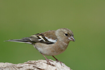 Common chaffinch