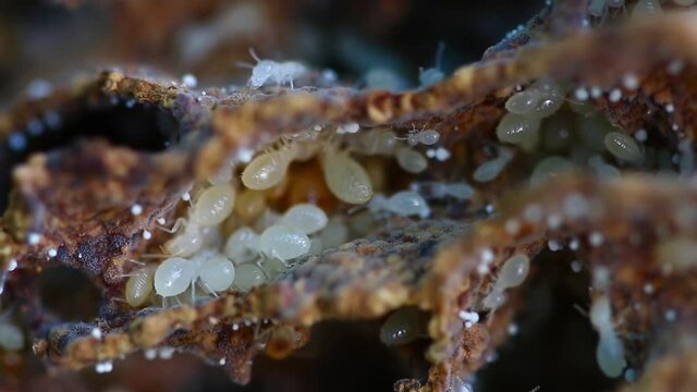 Termite white larvae with walking on a termite nest,close up