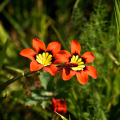 red and yellow flower