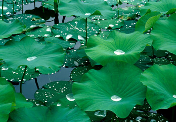 Gouttes d'eau sur feuilles de lotus