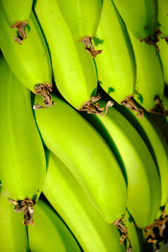 Bunch of fresh green bananas in the garden at Bhor, Maharashtra, India