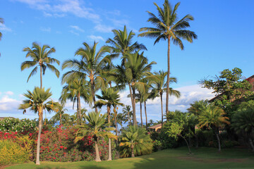 Fototapeta na wymiar Beautiful huge palm trees in a tropical garden on island Maui, Hawaii,USA