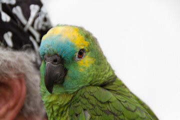 A turquoise-fronted parrot sits on a pirate's shoulder