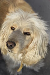 portrait of a cocker spaniel 