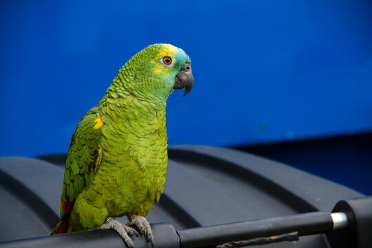 A turquoise-fronted parrot posing for the camera